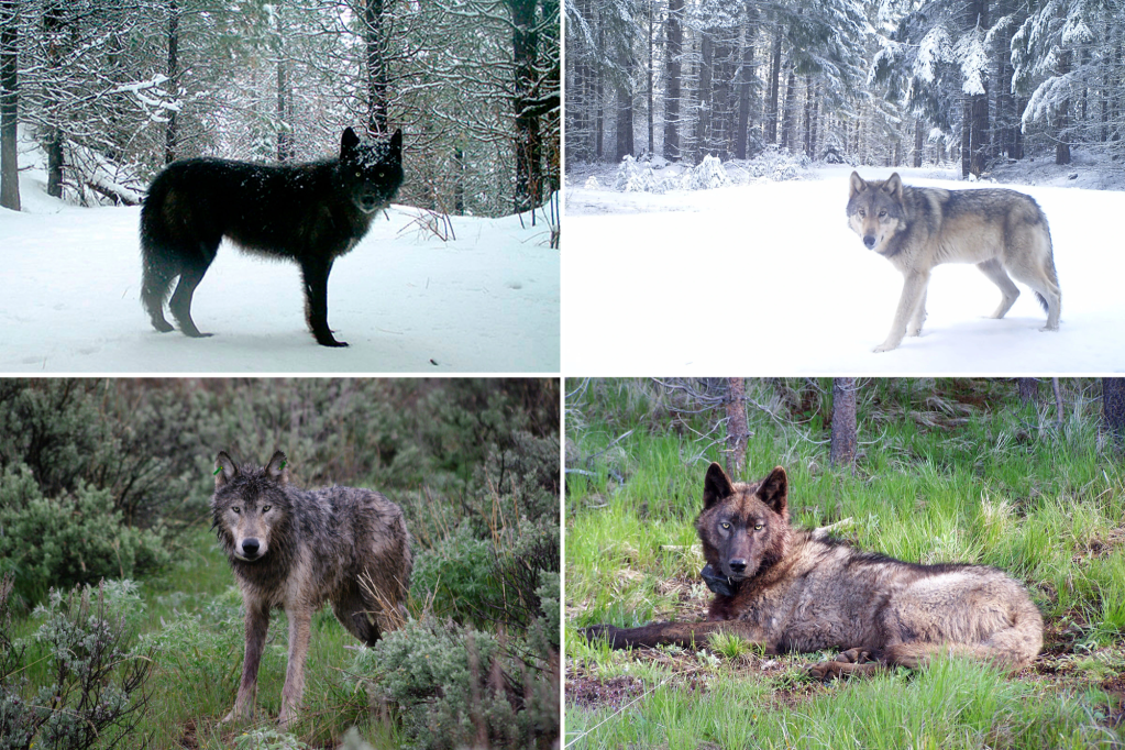 Oregon cops on the hunt for suspects behind the poisonings of eight wolves