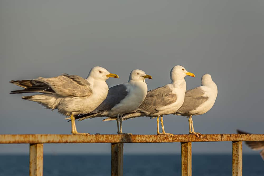 significance of seagulls