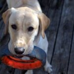 Photo by Kyle Stehling: https://www.pexels.com/photo/fawn-labrador-retriever-with-black-ring-in-mouth-102508/