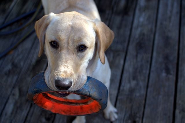 What to Know About Dog Bites That Occur on Private Property